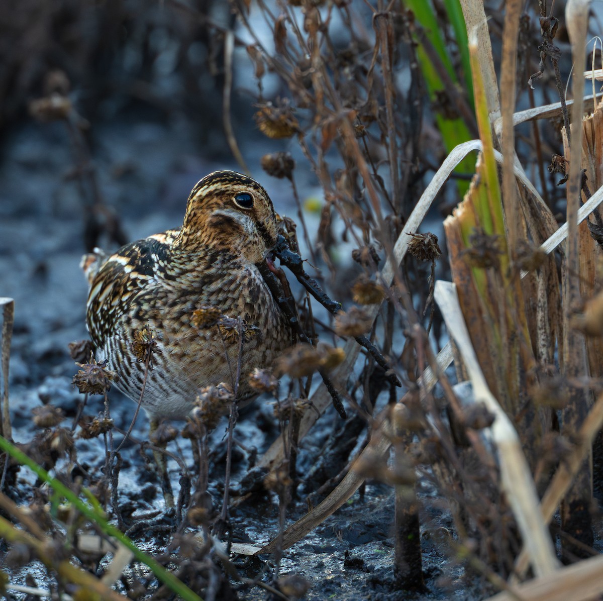 Wilson's Snipe - ML625408229