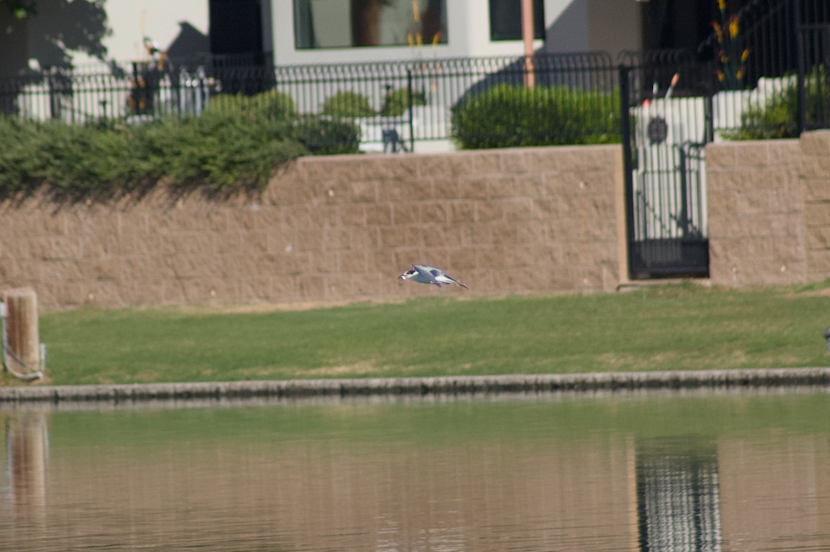Common Tern - ML625408231