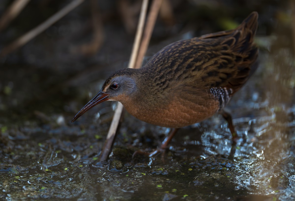 Virginia Rail - ML625408265