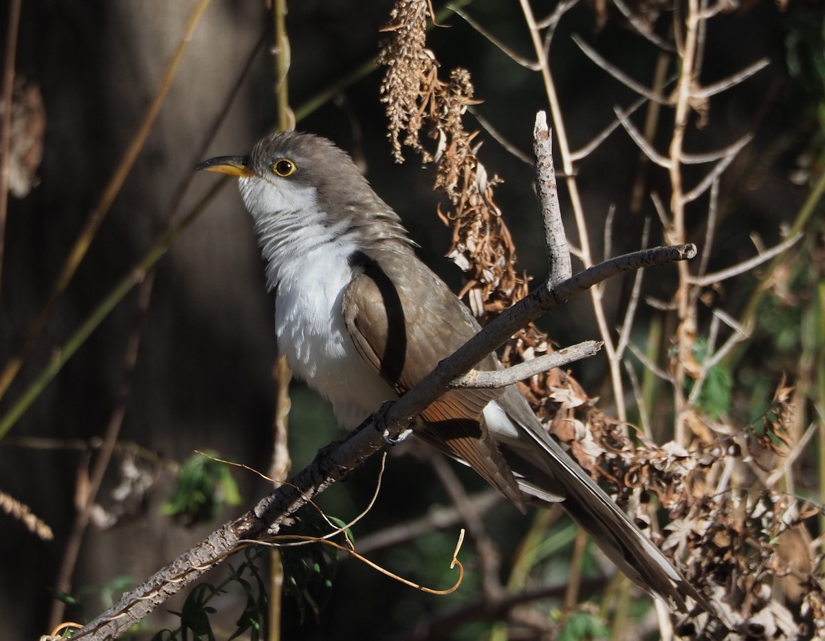 Yellow-billed Cuckoo - ML625408272