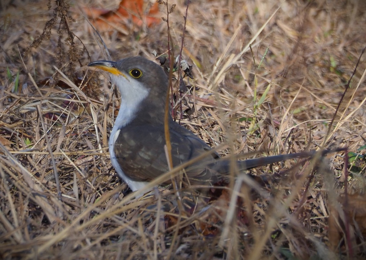 Yellow-billed Cuckoo - ML625408273