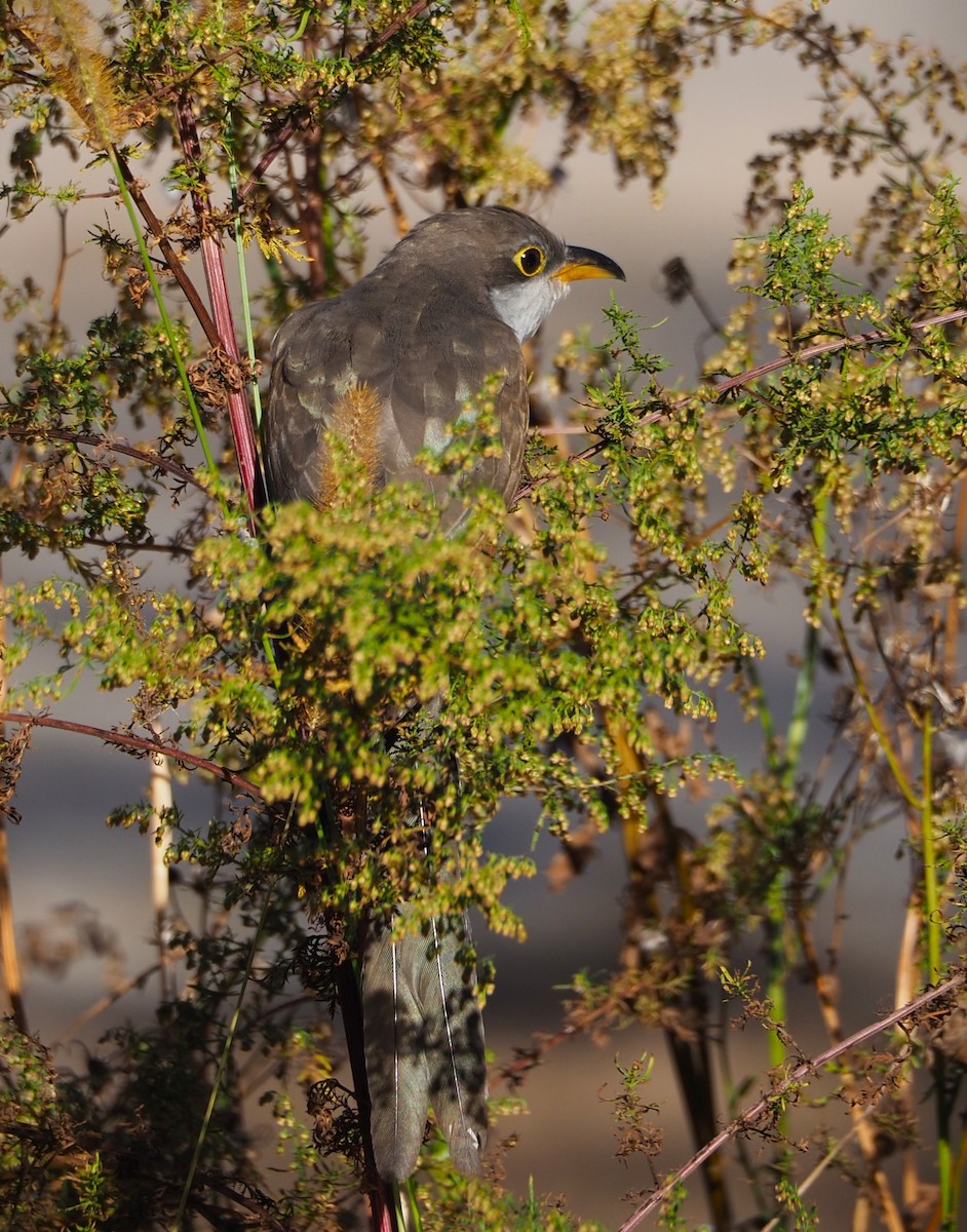 Yellow-billed Cuckoo - ML625408274