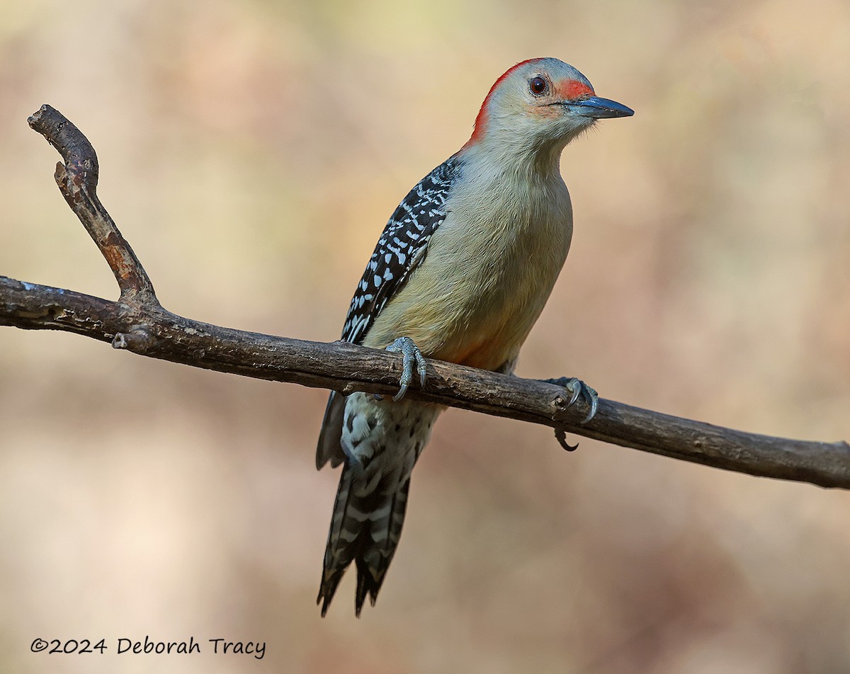 Red-bellied Woodpecker - ML625408335