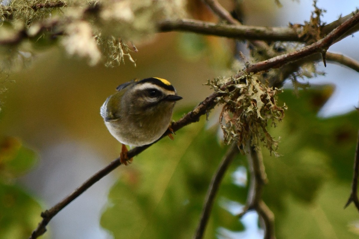 Golden-crowned Kinglet - ML625408375