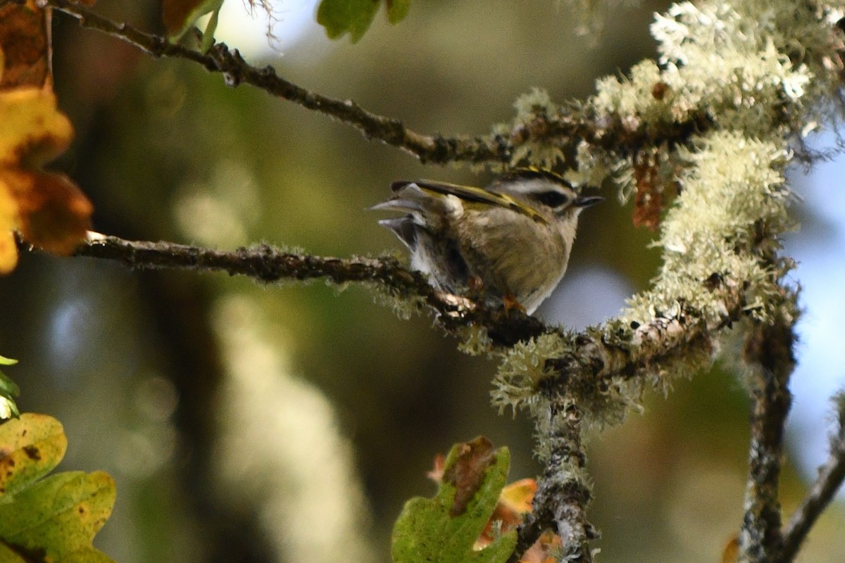 Golden-crowned Kinglet - ML625408376