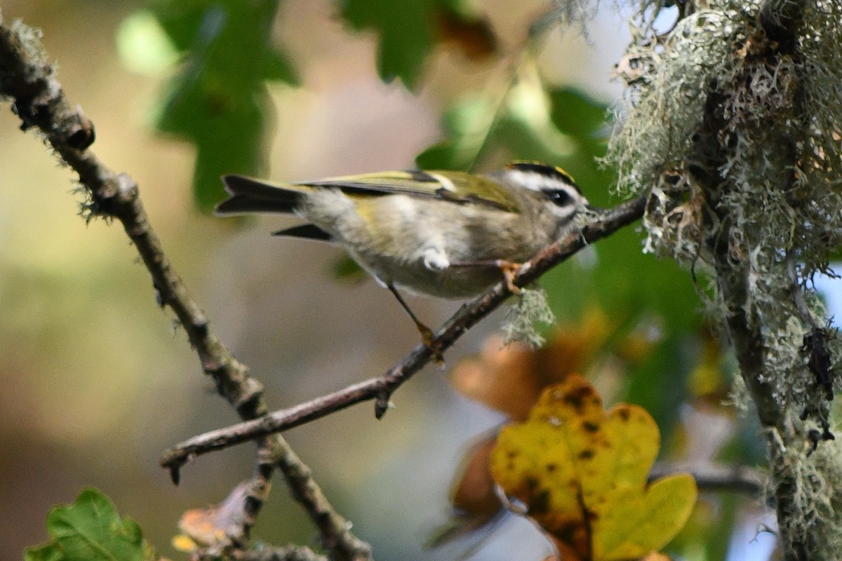 Golden-crowned Kinglet - ML625408377