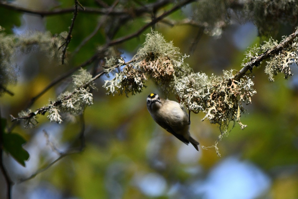 Golden-crowned Kinglet - ML625408378