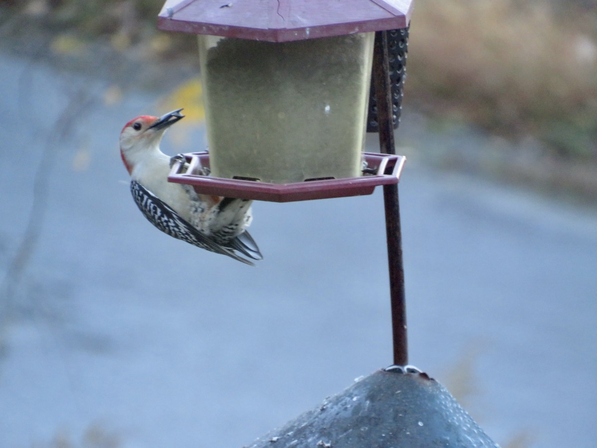 Red-bellied Woodpecker - ML625408381