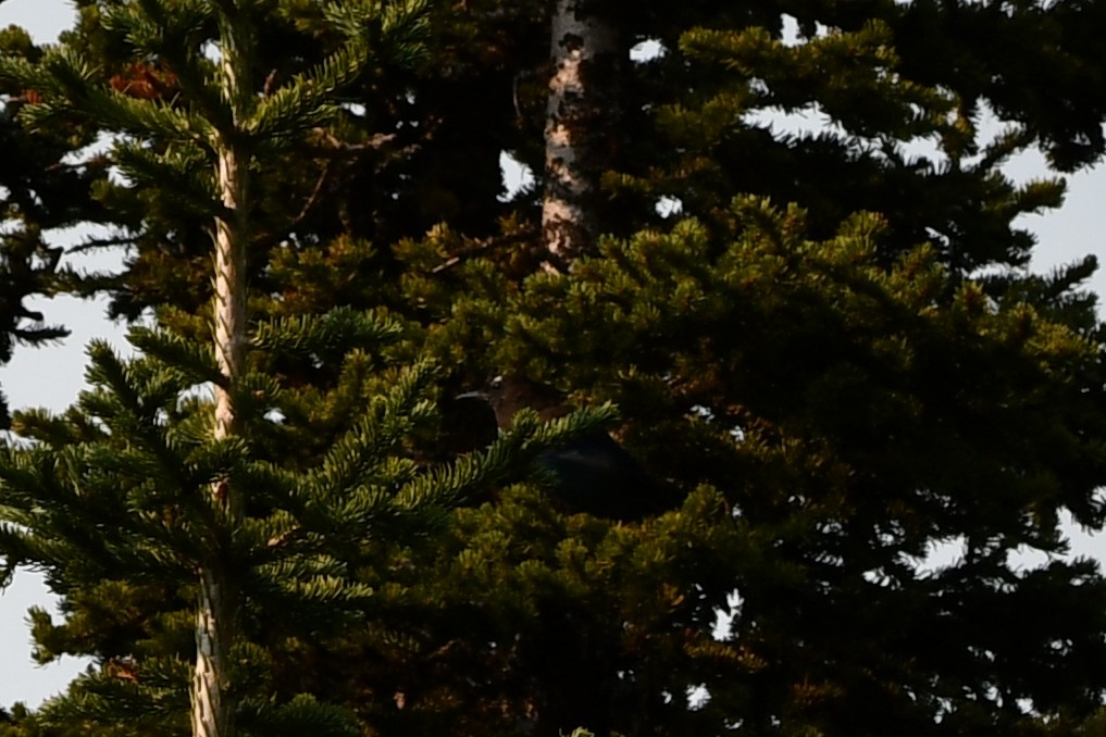 Steller's Jay (Northwest Interior) - ML625408394