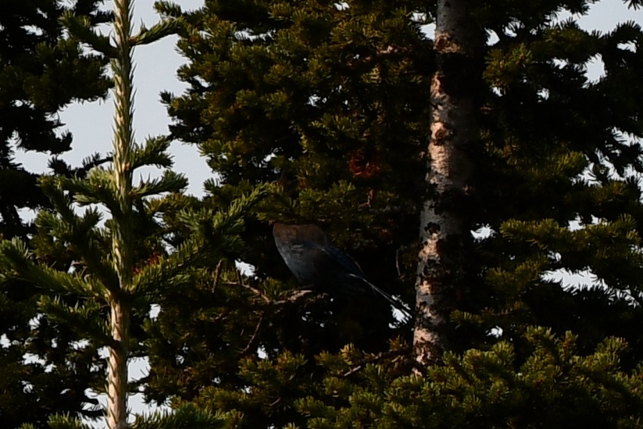 Steller's Jay (Northwest Interior) - ML625408402