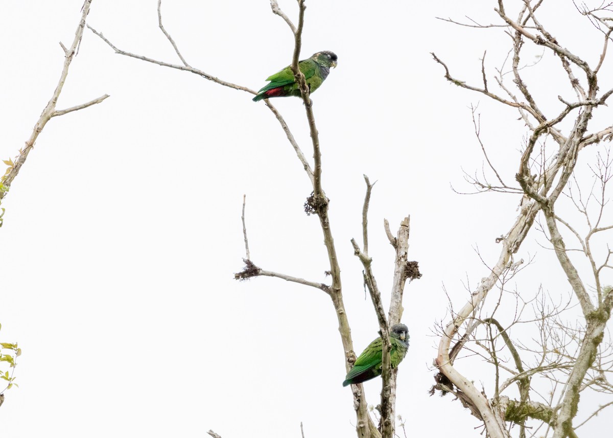 Scaly-headed Parrot - Silvia Faustino Linhares