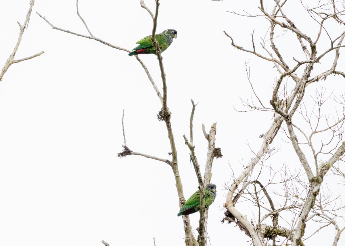 Scaly-headed Parrot - ML625408550