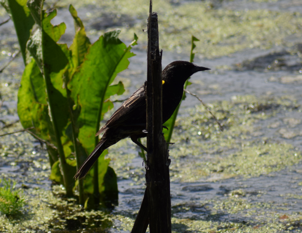 Yellow-winged Blackbird - ML625408559