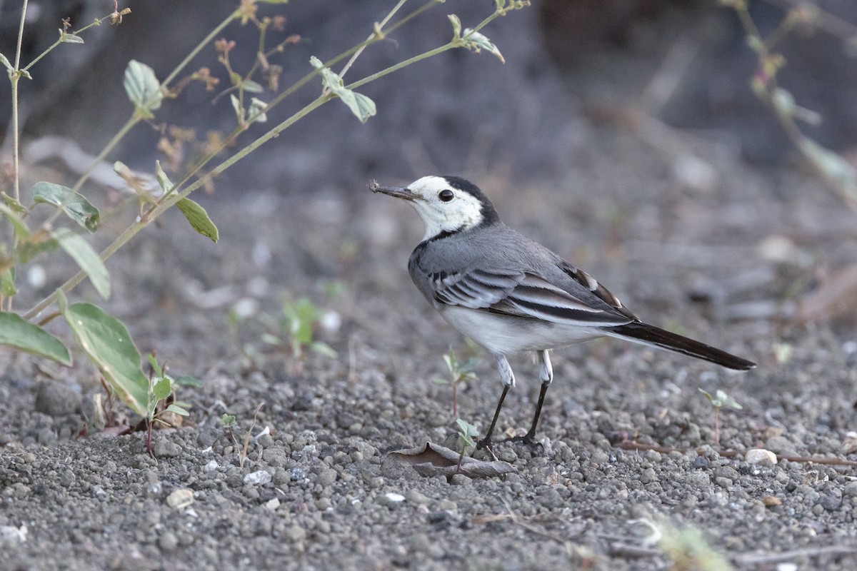 White Wagtail - ML625408634