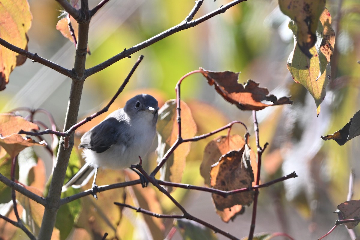 Perlita Grisilla (caerulea) - ML625408772