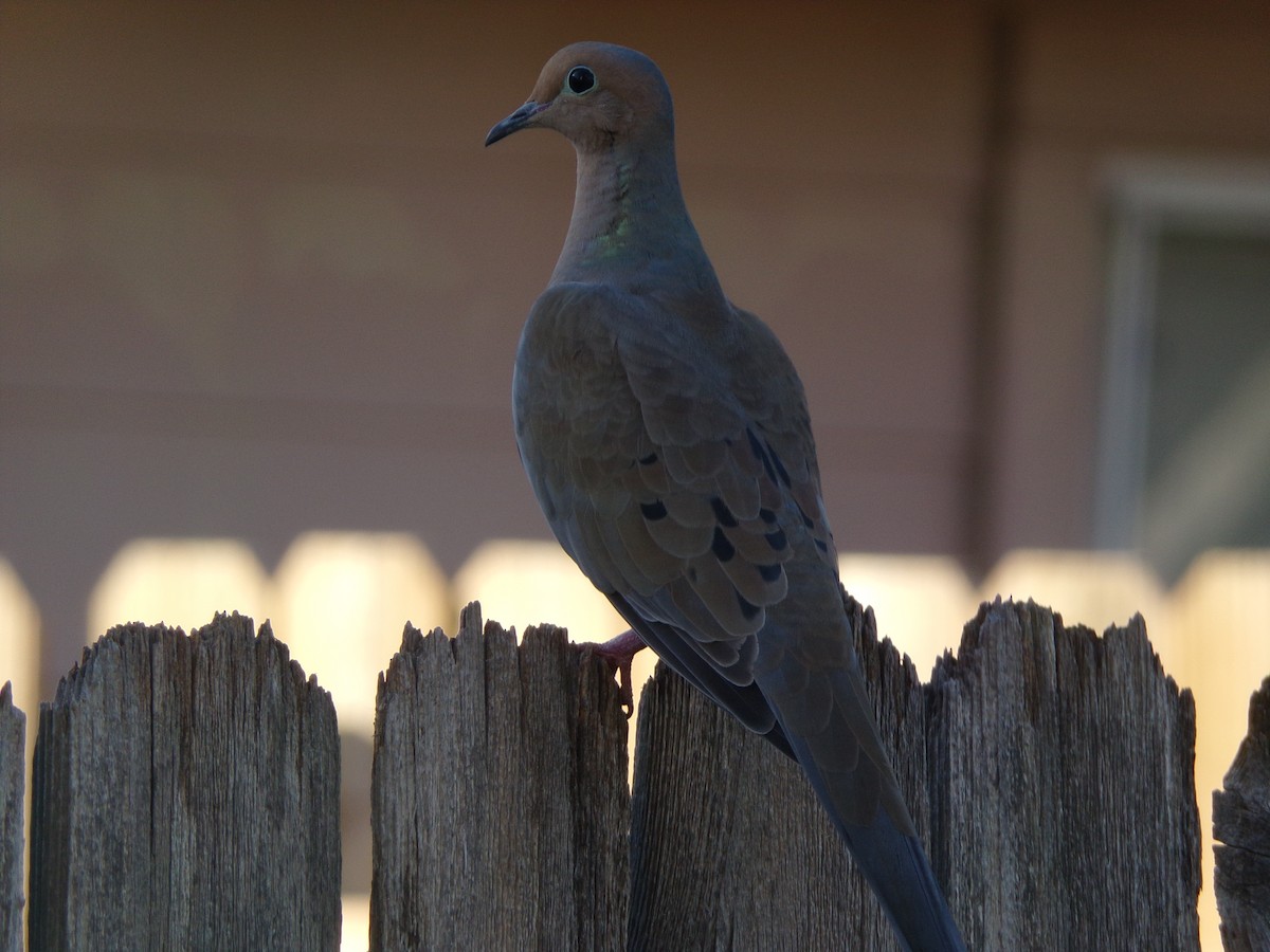 Mourning Dove - ML625408846