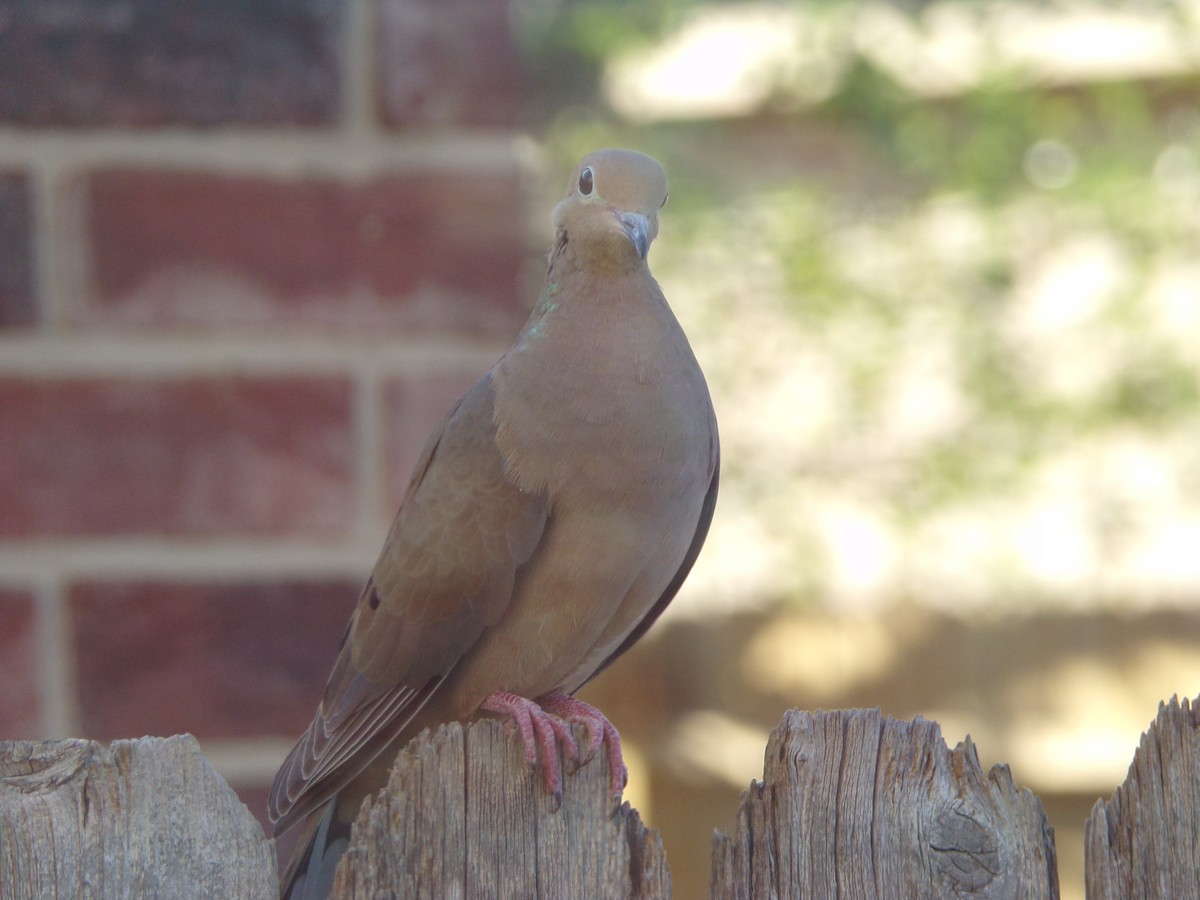 Mourning Dove - ML625408847