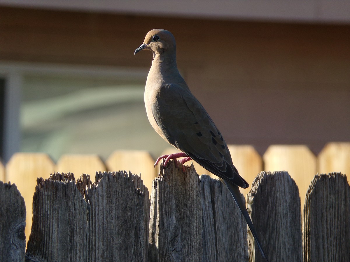 Mourning Dove - ML625408848