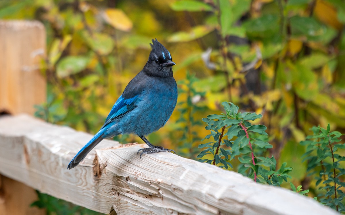 Steller's Jay - ML625408869