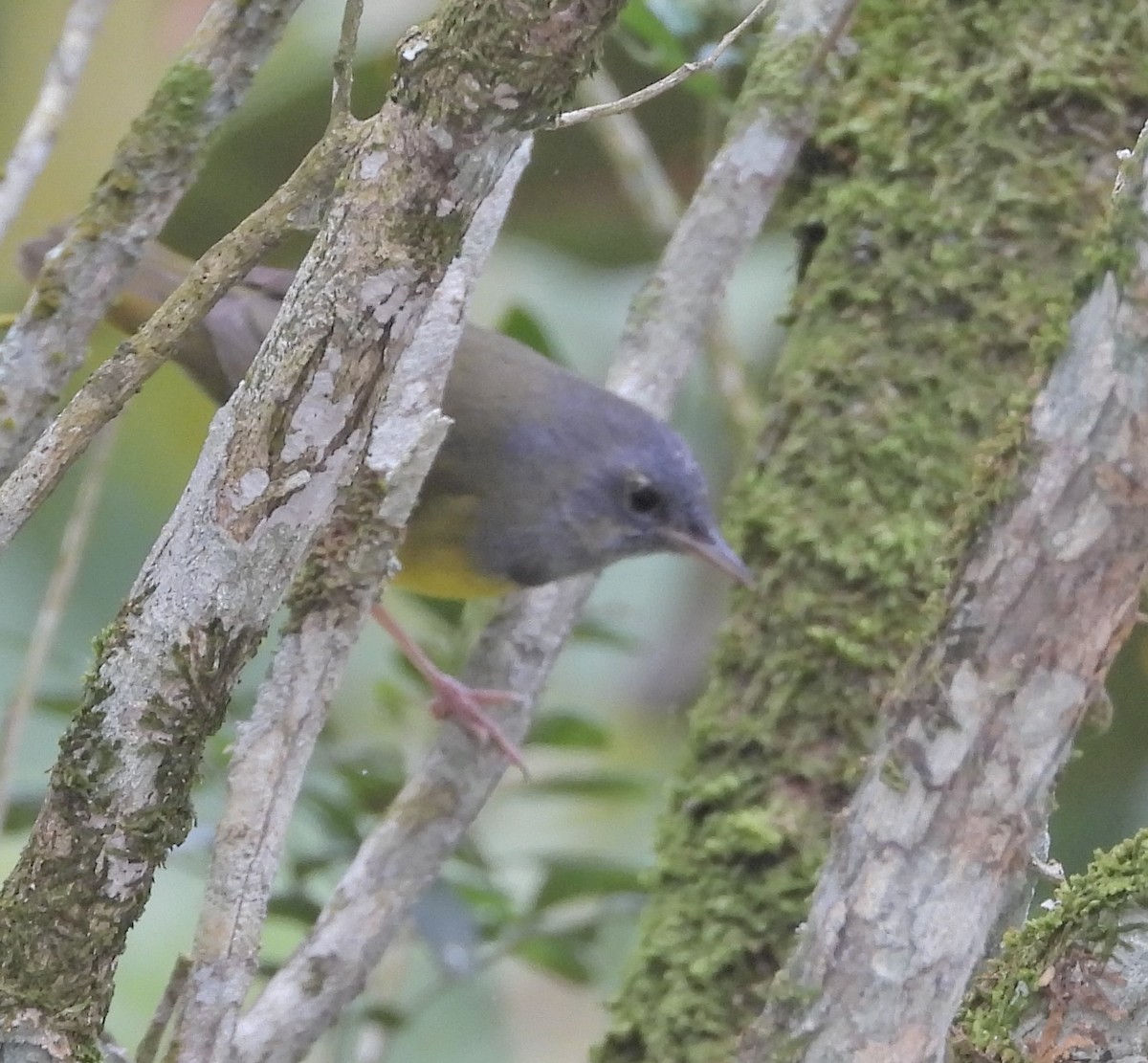 Mourning Warbler - ML625408874