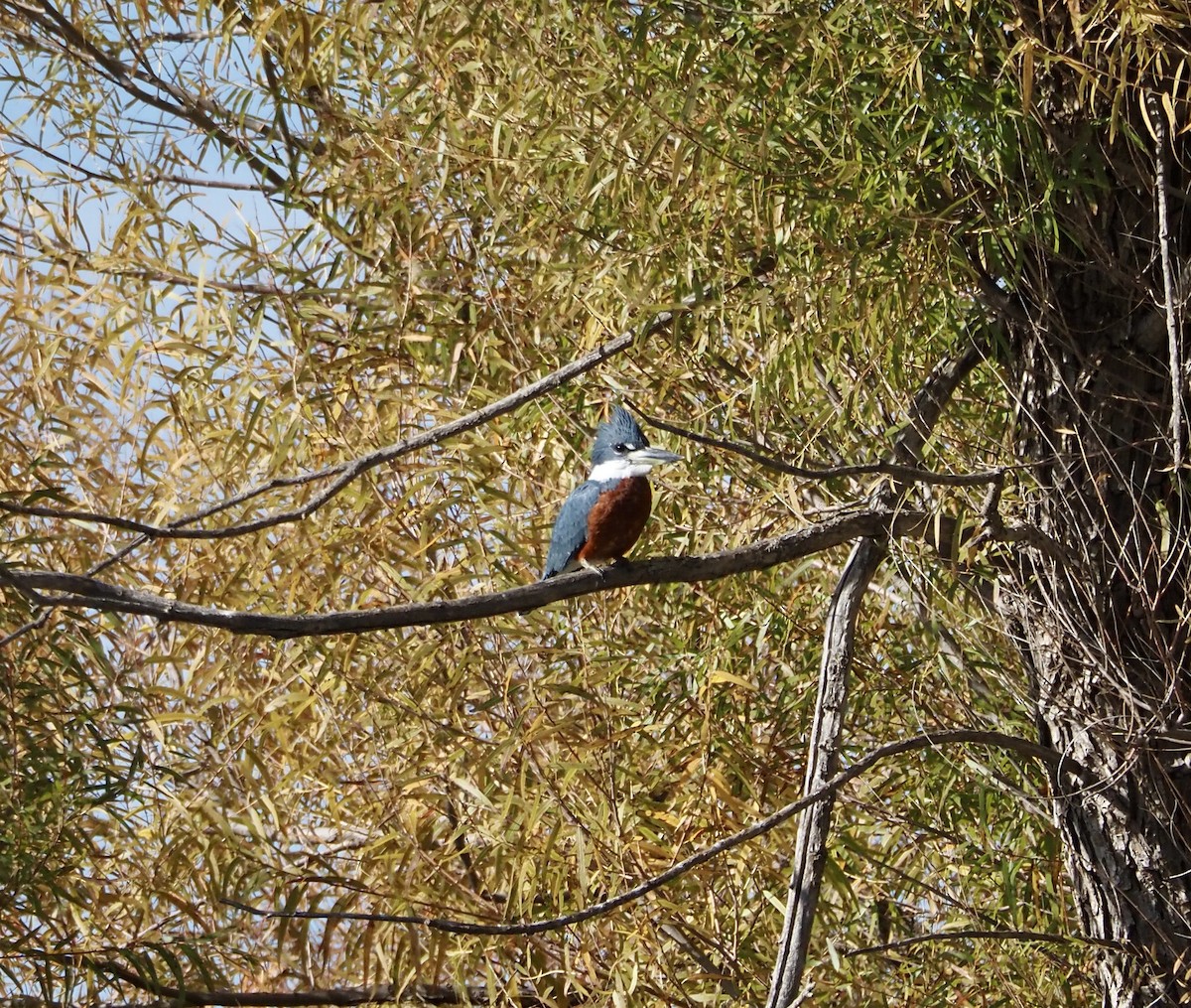 Ringed Kingfisher - Bob Nieman