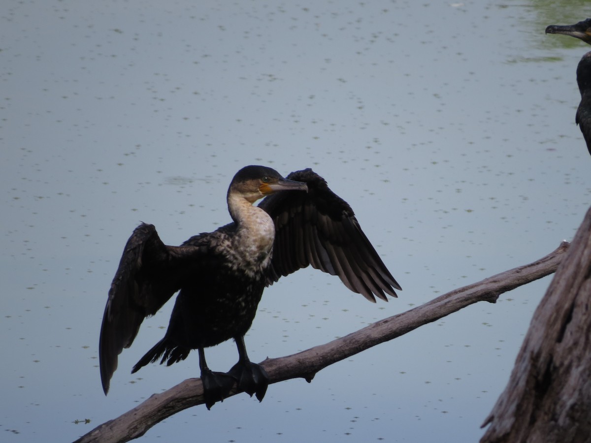 Great Cormorant - ML625408983