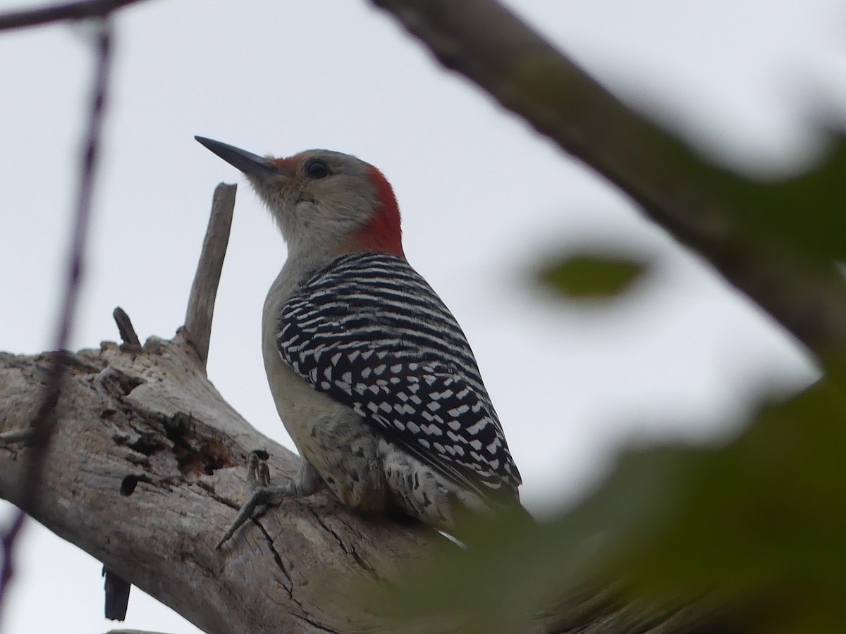 Red-bellied Woodpecker - ML625408987