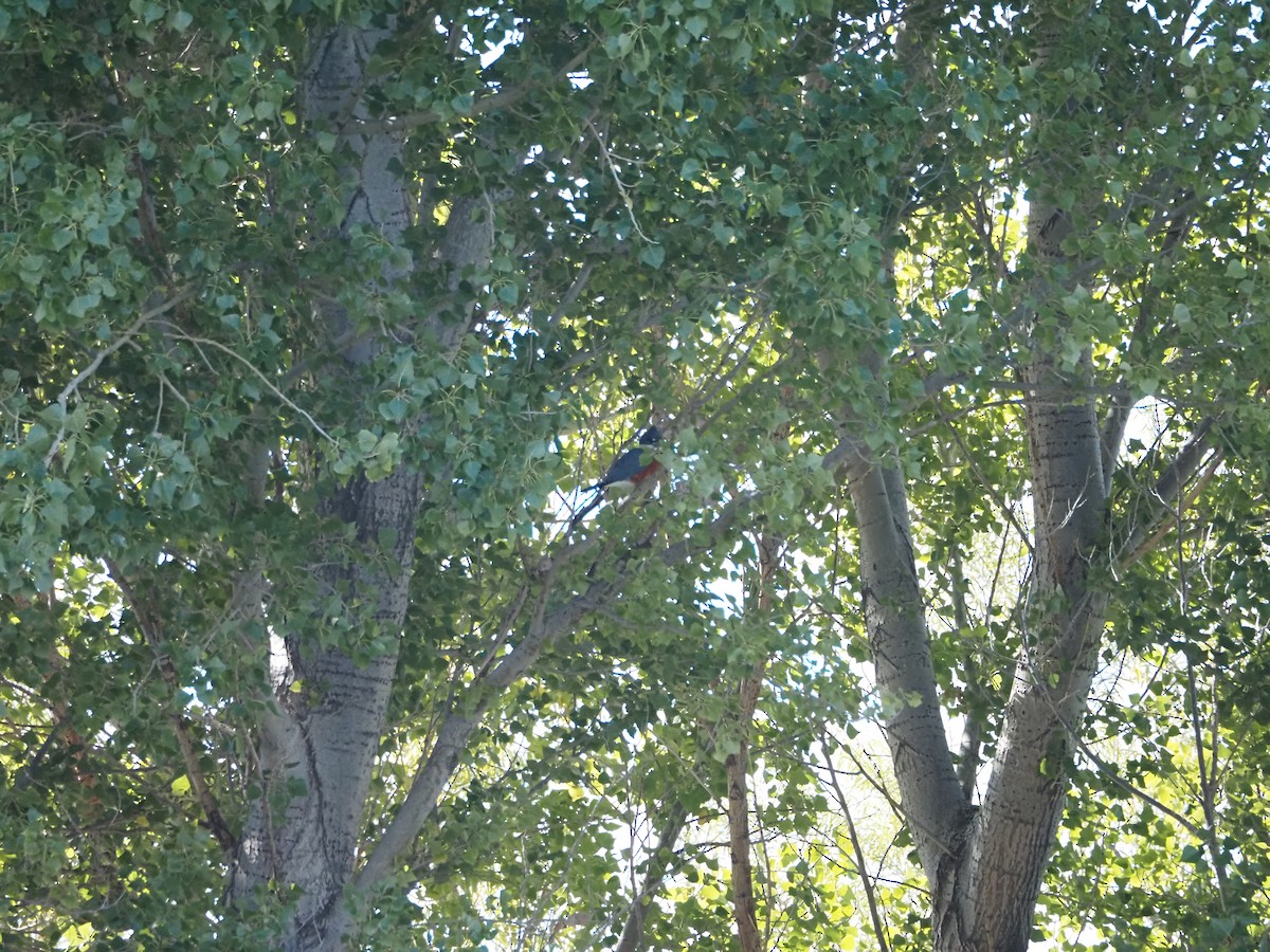 Ringed Kingfisher - Bob Nieman