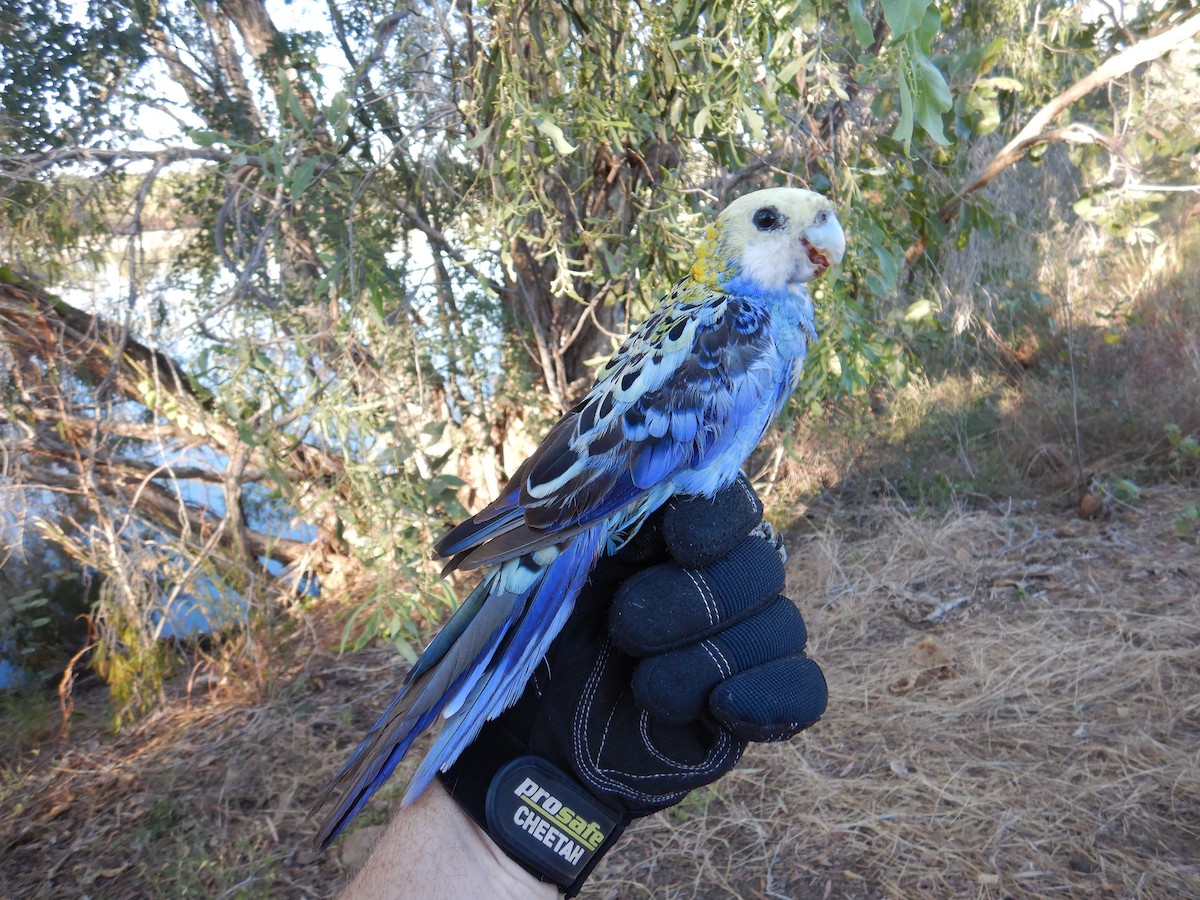 ホオアオサメクサインコ - ML625409167