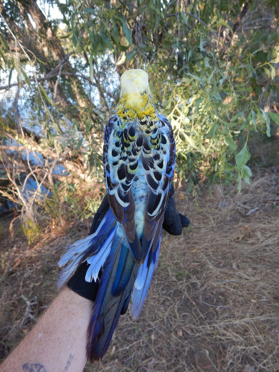 ホオアオサメクサインコ - ML625409168