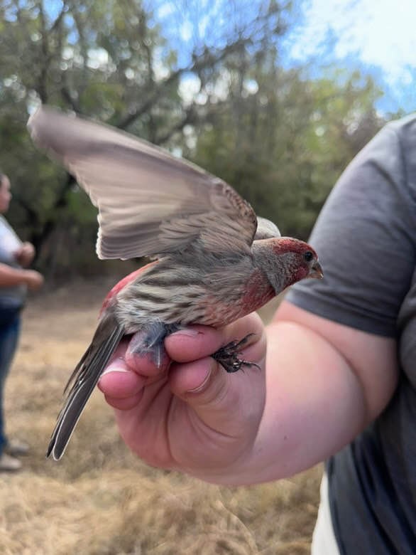 House Finch - ML625409201