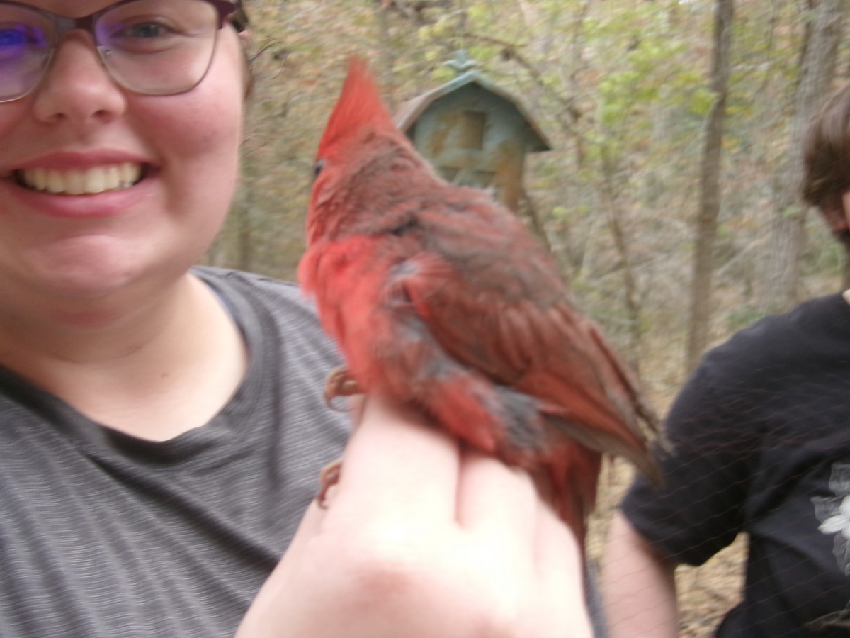 Northern Cardinal - ML625409221