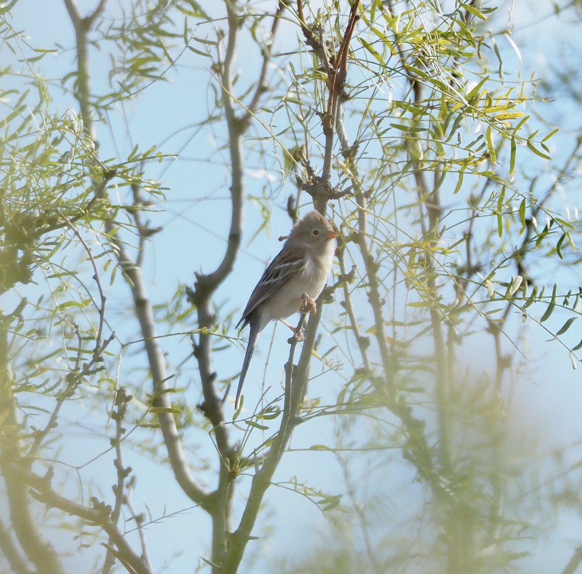 Field Sparrow - Bob Nieman