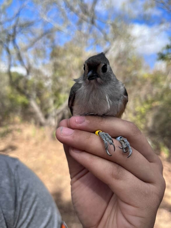 Tufted x Black-crested Titmouse (hybrid) - ML625409268