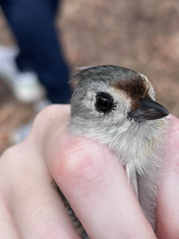 Tufted x Black-crested Titmouse (hybrid) - ML625409269