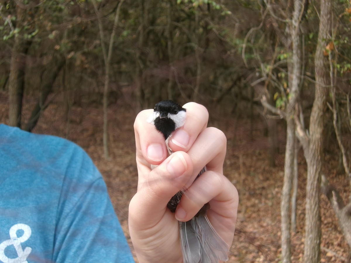 Carolina Chickadee - ML625409277