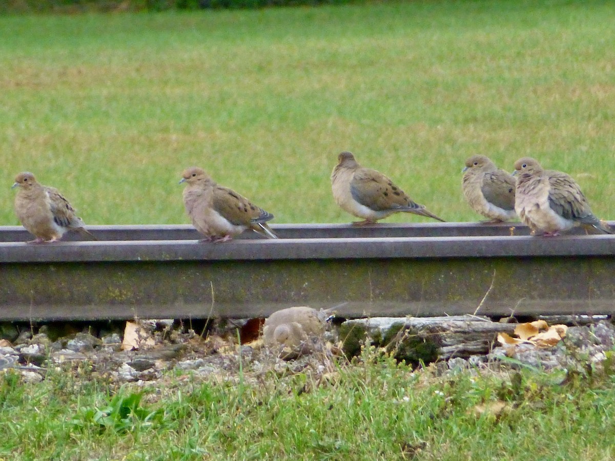 Mourning Dove - ML625409329