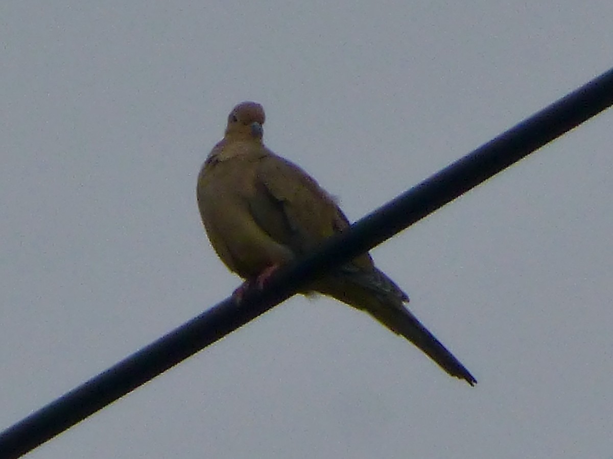 Mourning Dove - ML625409341