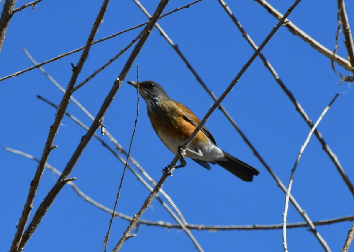 Rufous-backed Robin - Steve Nord