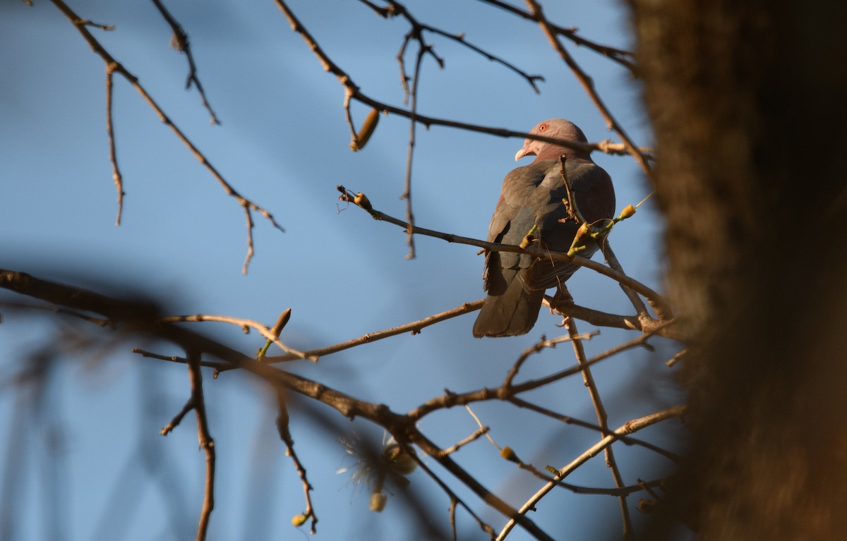 Red-billed Pigeon - ML625409458