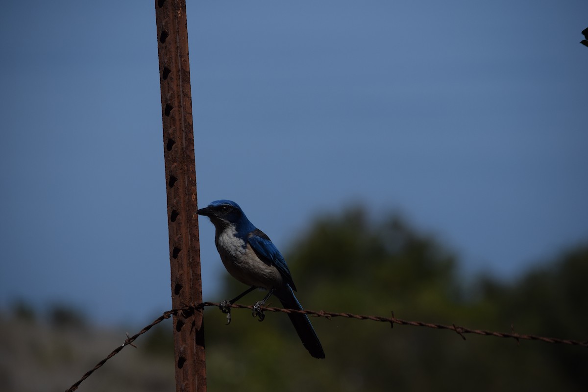 Island Scrub-Jay - ML625409498