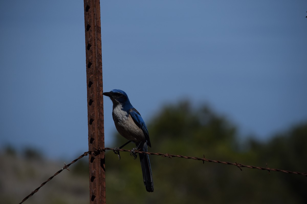 Island Scrub-Jay - ML625409499