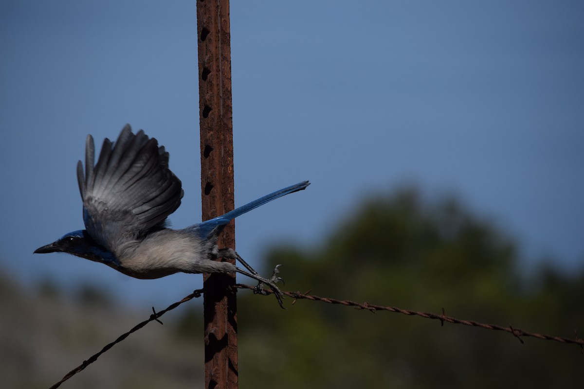 Island Scrub-Jay - ML625409500