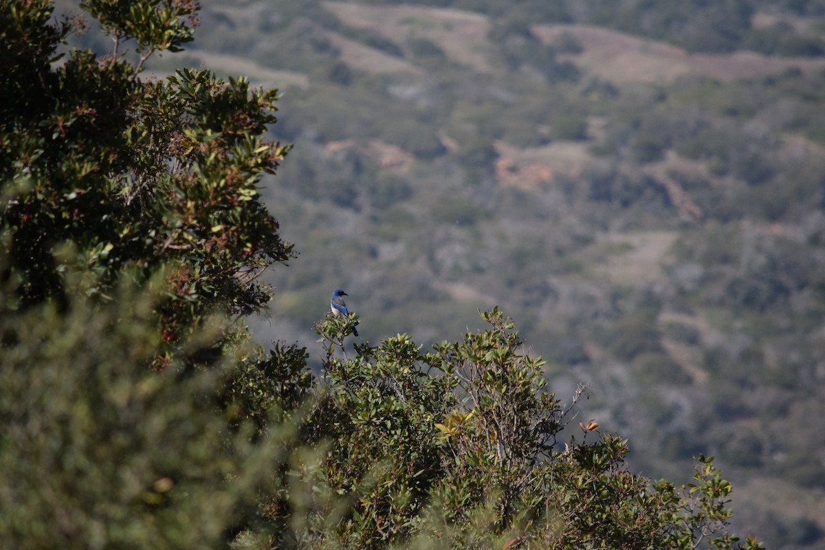 Island Scrub-Jay - ML625409505