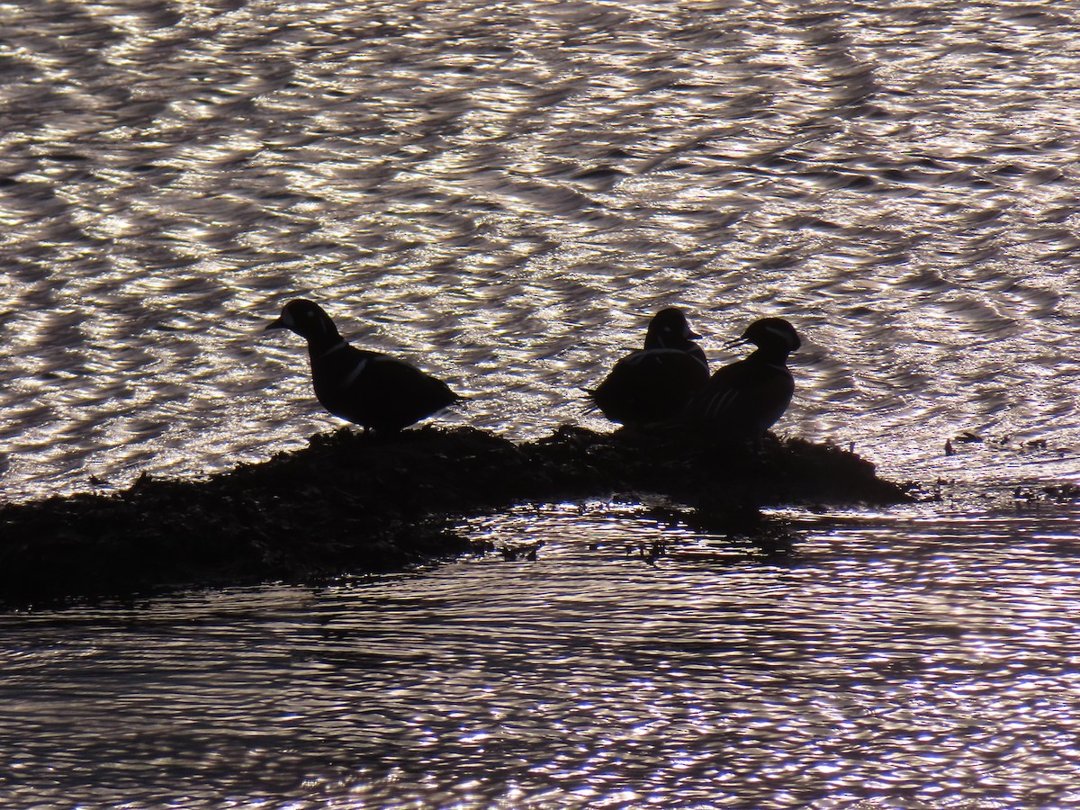 Harlequin Duck - ML625409512