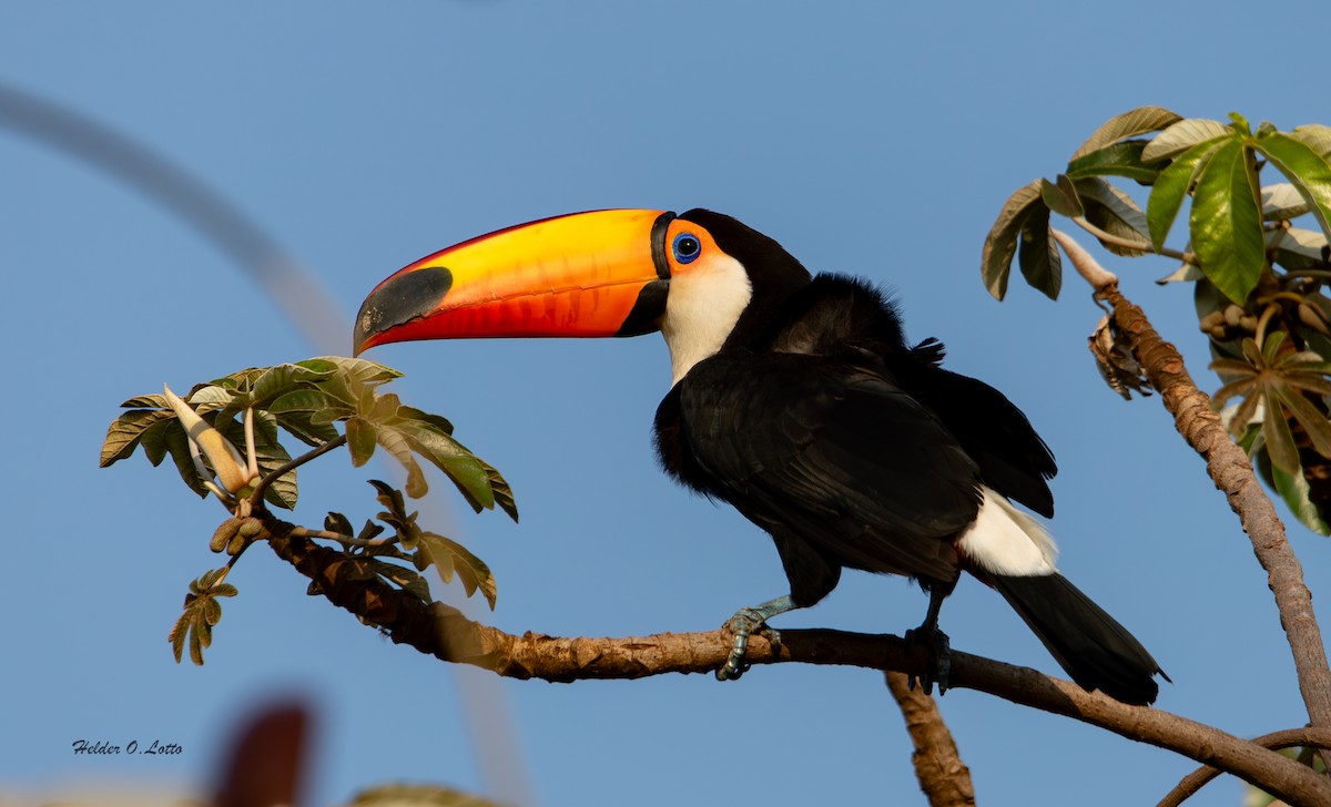 Toco Toucan - ML625409519