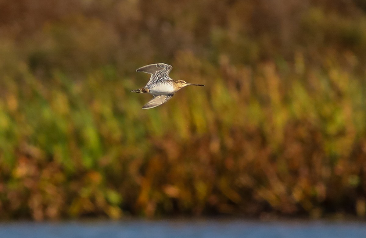 Wilson's Snipe - ML625409636