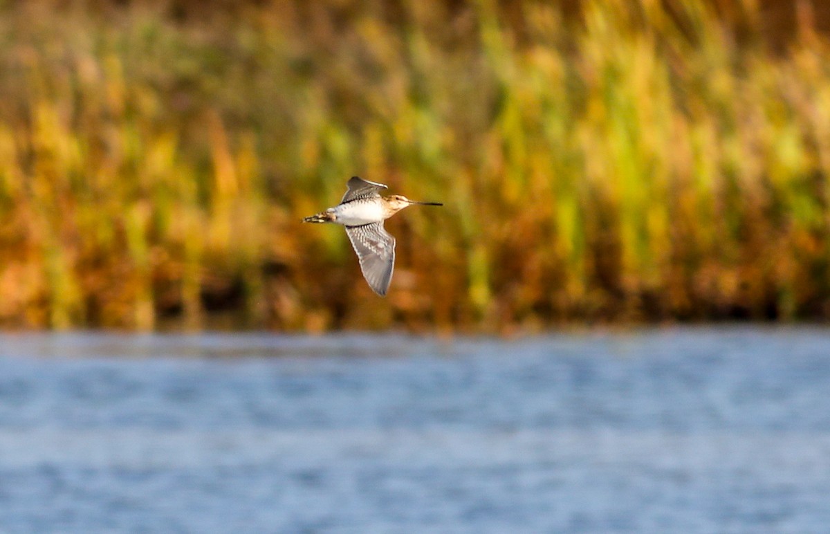 Wilson's Snipe - ML625409637