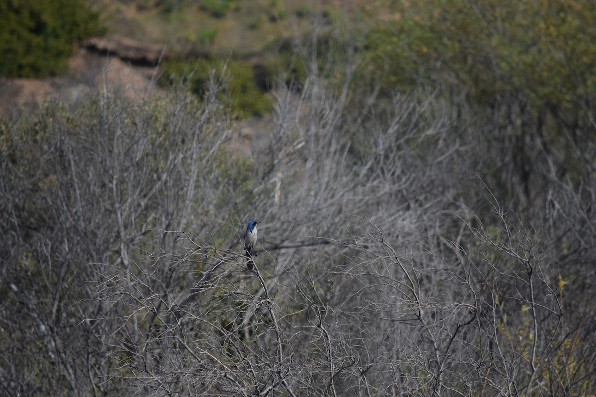 Island Scrub-Jay - ML625409667