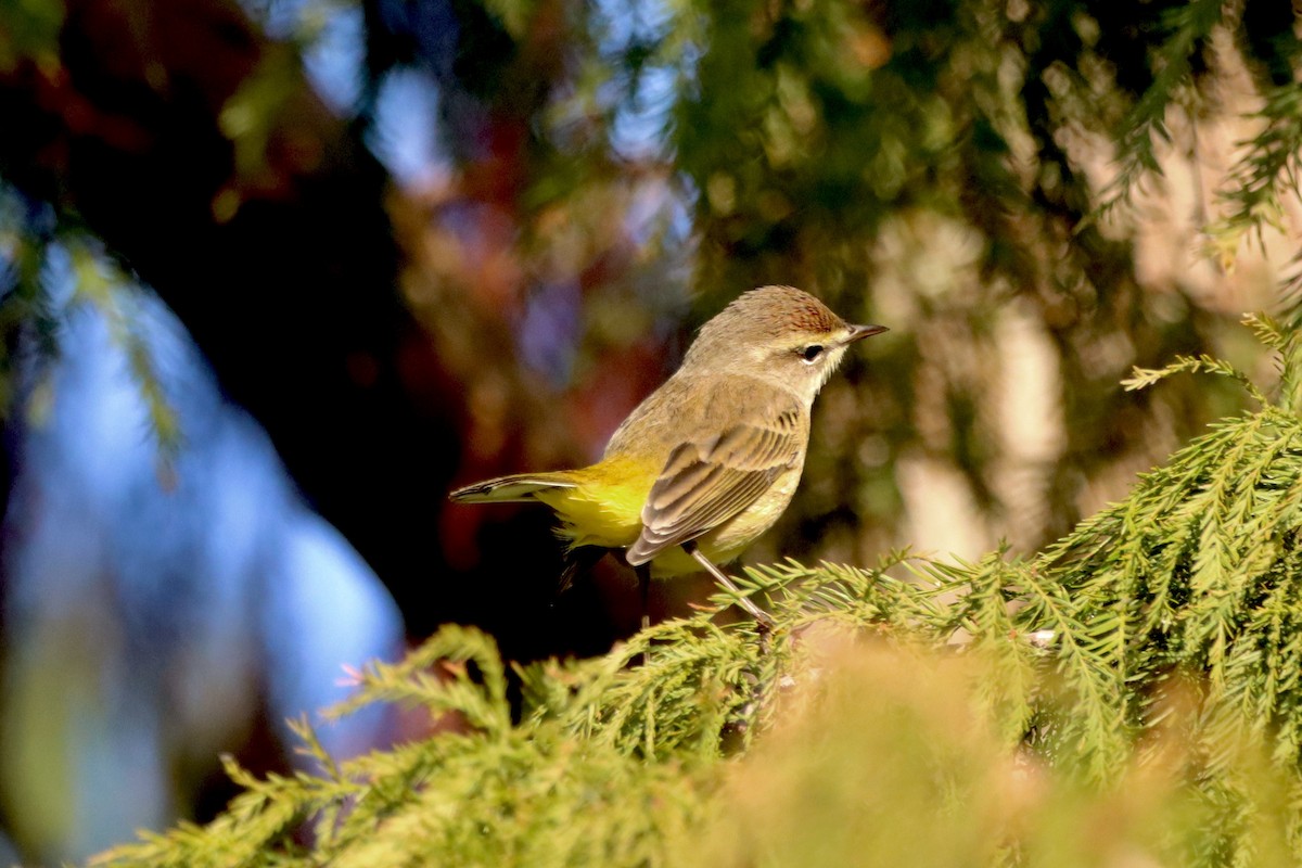 Palm Warbler - ML625409762